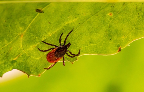 Does The Symbolism Of Ticks Vary In Different Cultures