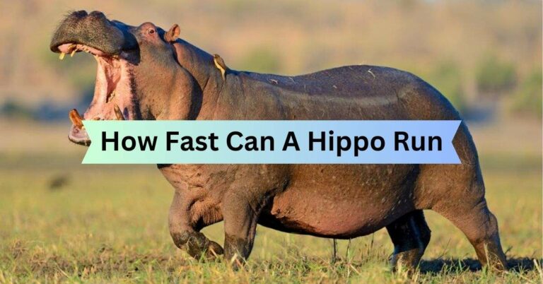How Fast Can A Hippo Run