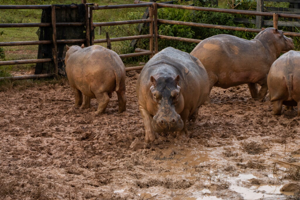 What Helps Hippos Move Through Mud