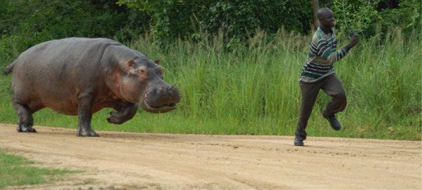 When Do Hippos Run On Land