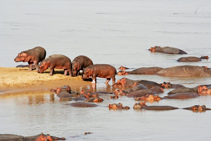 Why Are Hippos Good At Running In Water