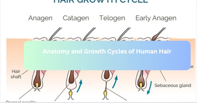 Anatomy and Growth Cycles of Human Hair