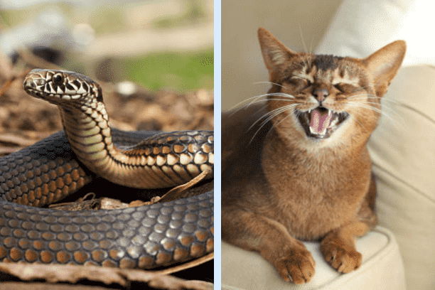 Here Are Some Ways To Handle His Snake Yumi Sin And Fit Kitty