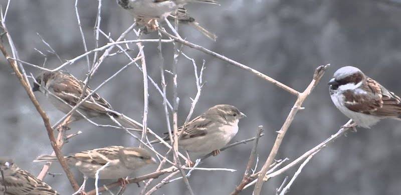 How Do Sparrow Frost Black Populations Affect Local Ecosystems?