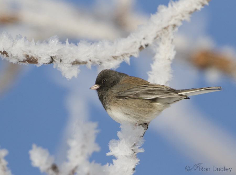 How Does Frost Stick To A Black Sparrow